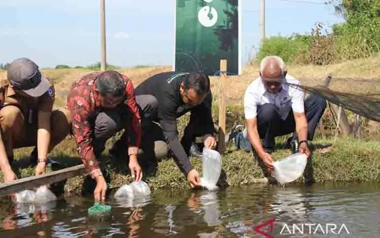 KKP Luncurkan Proyek Percontohan Tambak Udang Tradisional Plus