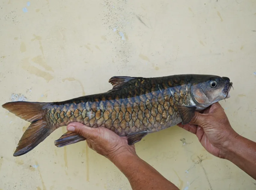 Ikan dewa