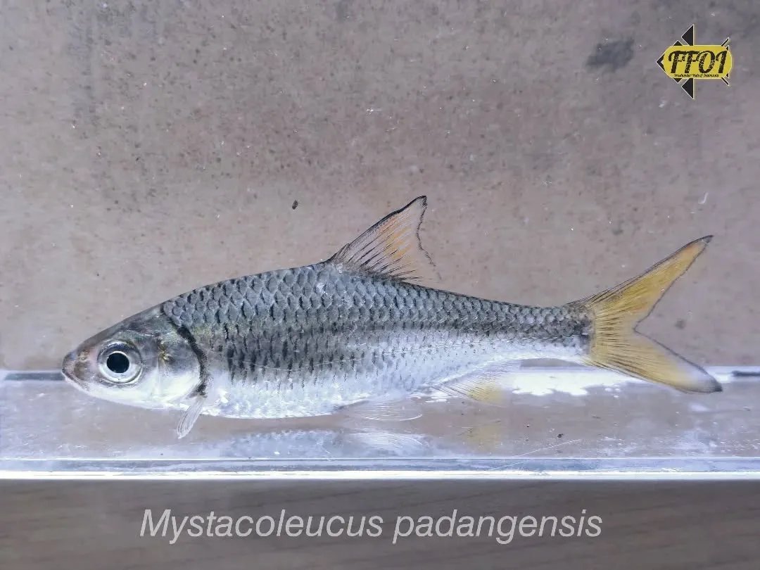 Ikan bilih
