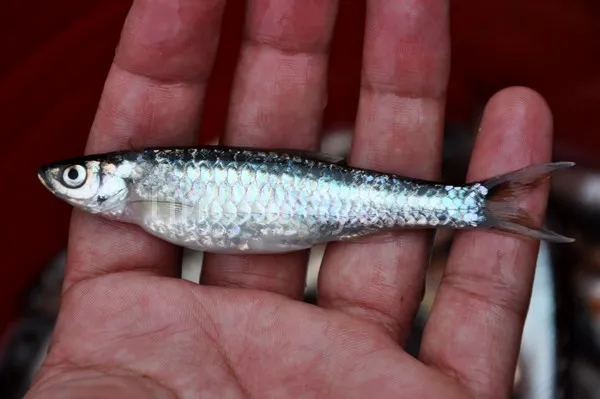 ikan depik