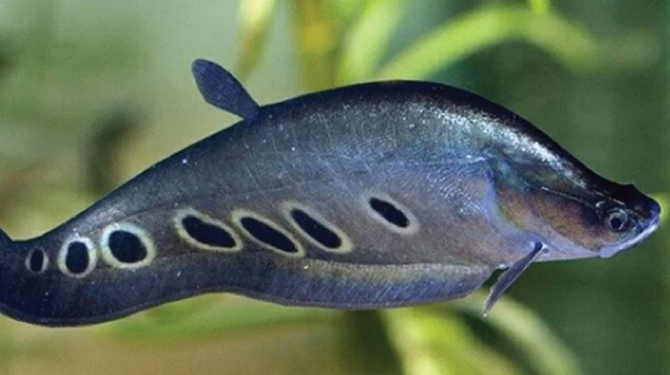 ikan belida