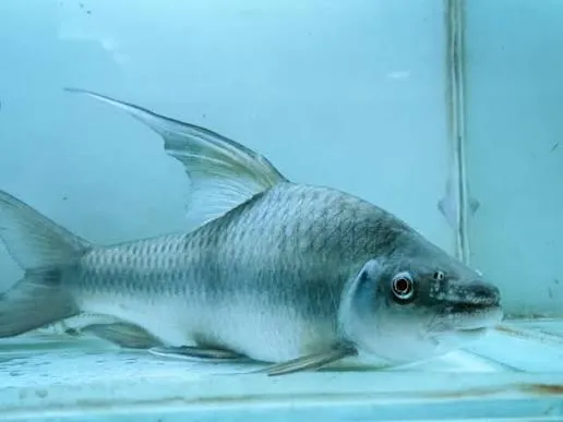 ikan mangut