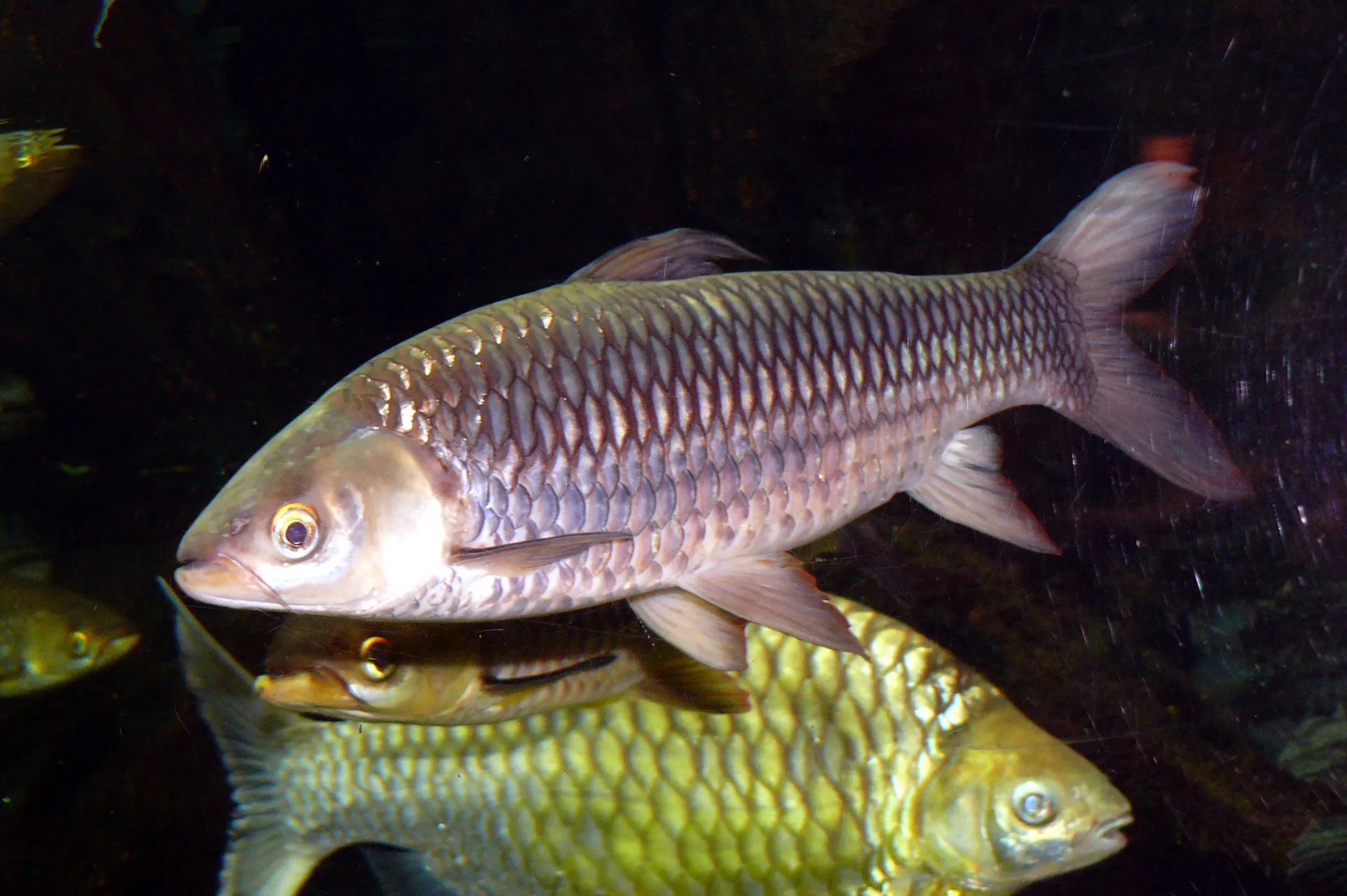 ikan jelawat