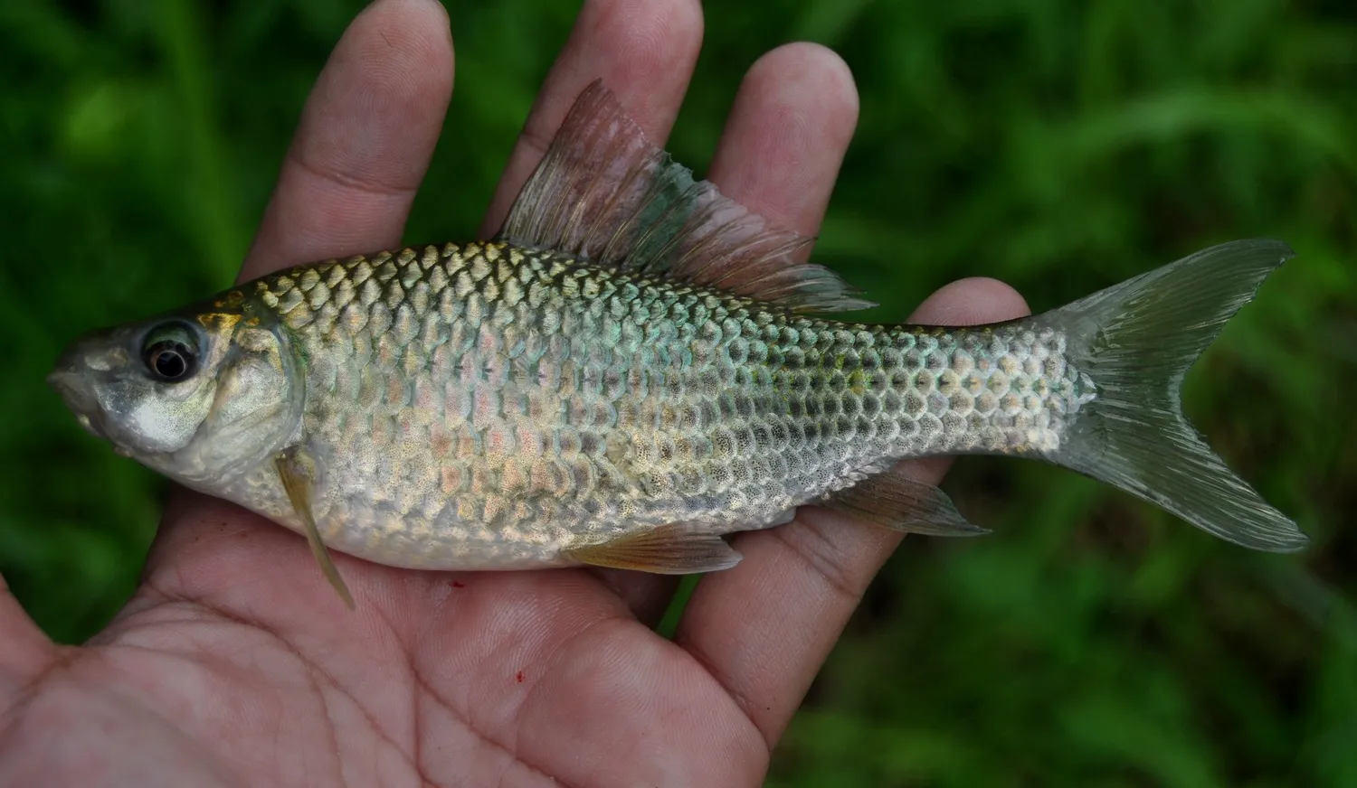 ikan nilem