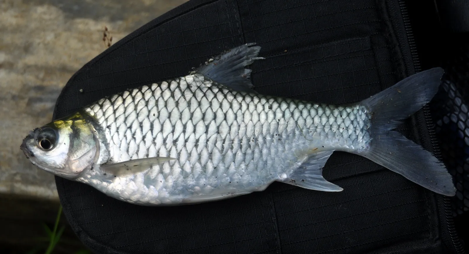 ikan tawes