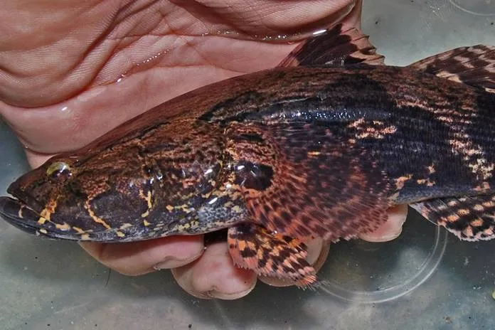 ikan betutu