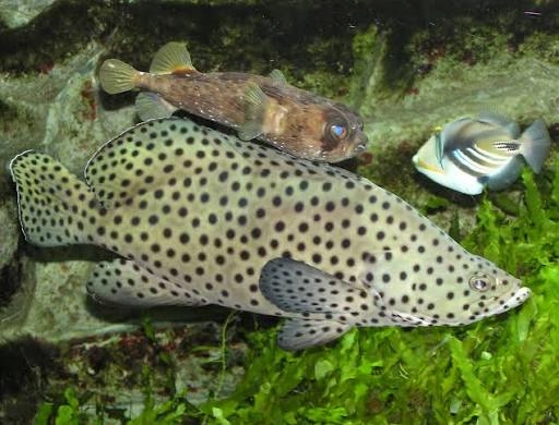 kerapu bebek