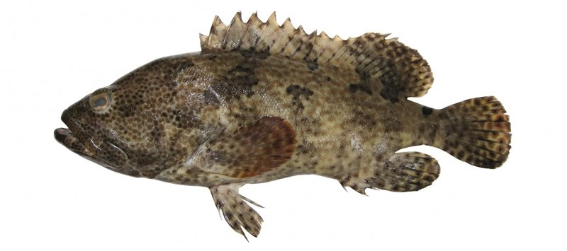 kerapu macan