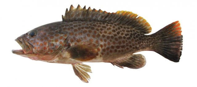 kerapu lumpur