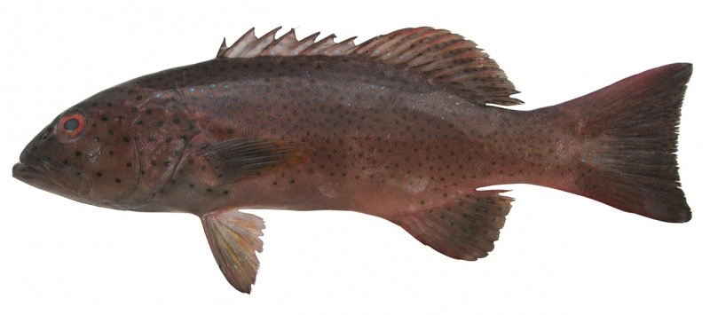 kerapu sunu