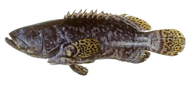 kerapu kertang