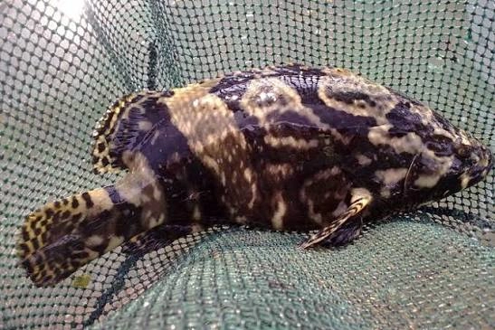 kerapu cantang