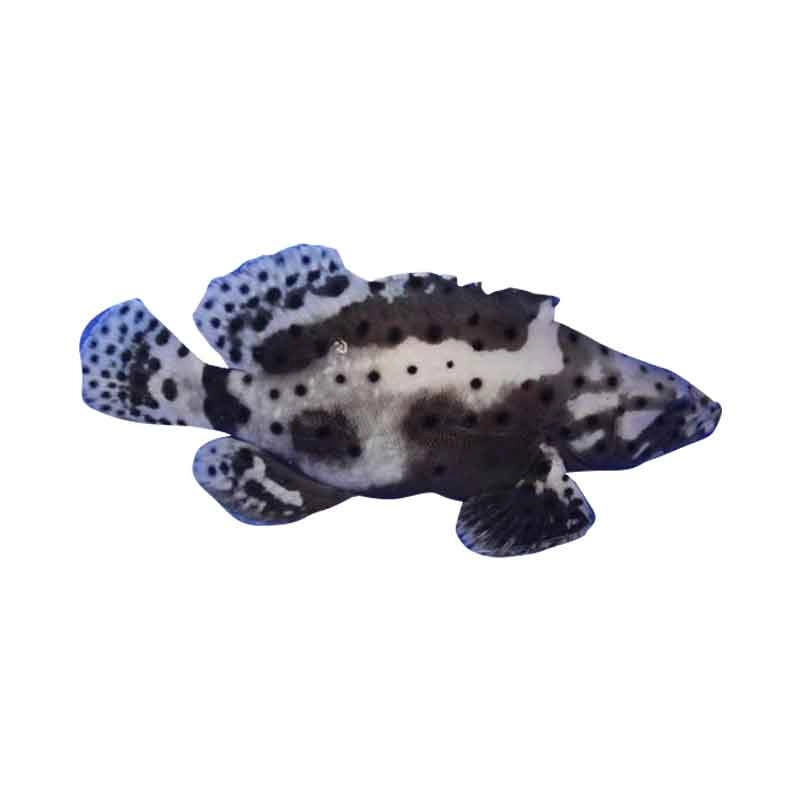 kerapu cantik