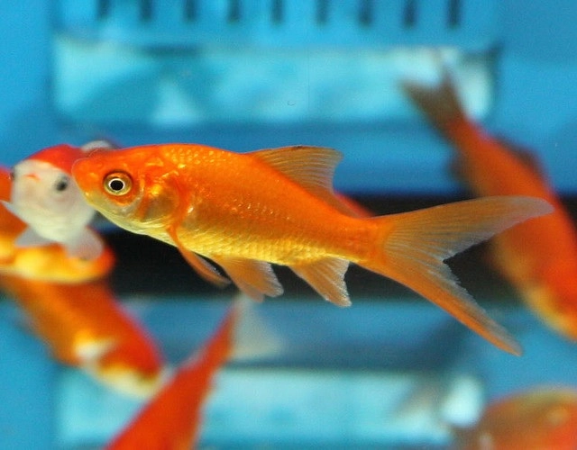 koki common