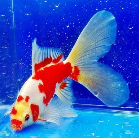 Koki Comet