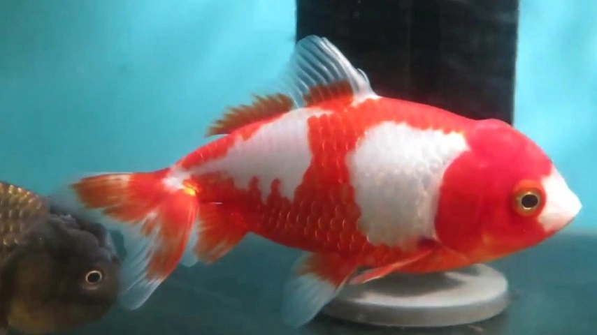 Koki Wakin