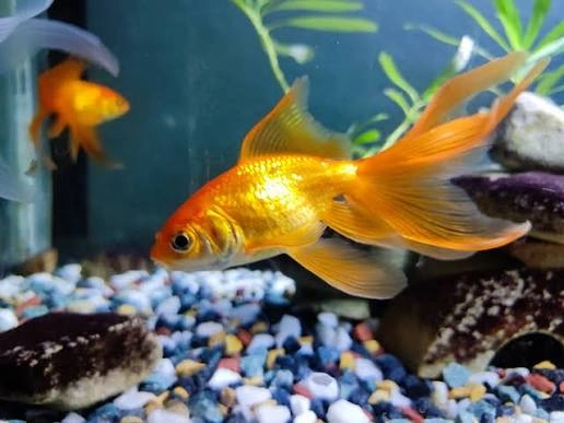 Koki Fantail