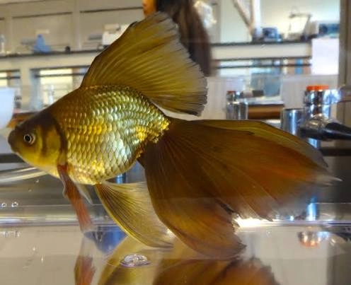 Koki Veiltail