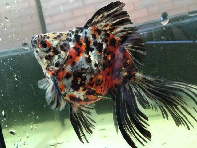 Koki Ryukin