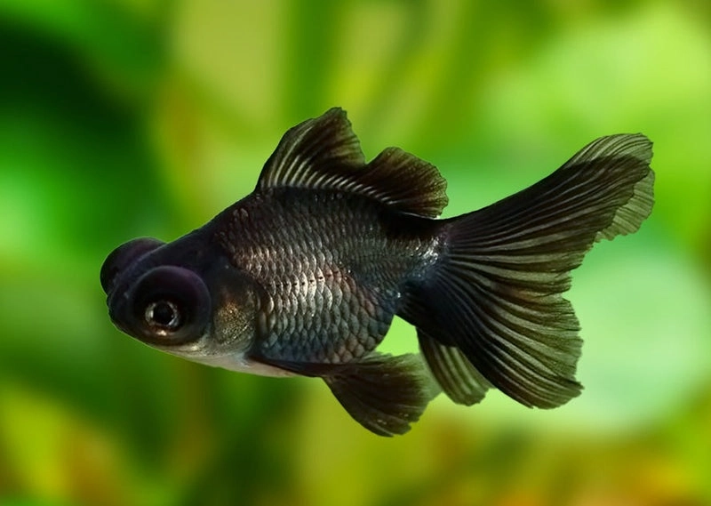 Koki Black Moor
