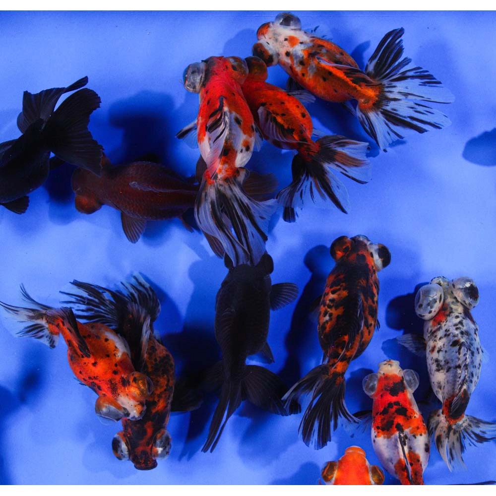 Koki Butterfly Tail