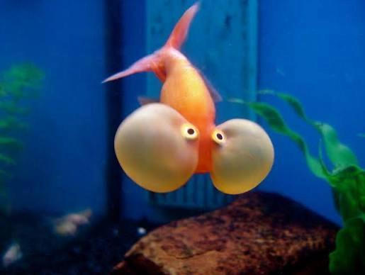 Bubble Eye