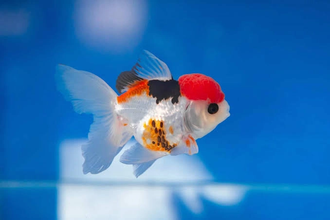 Oranda