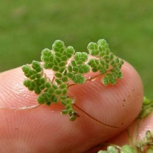 Azolla