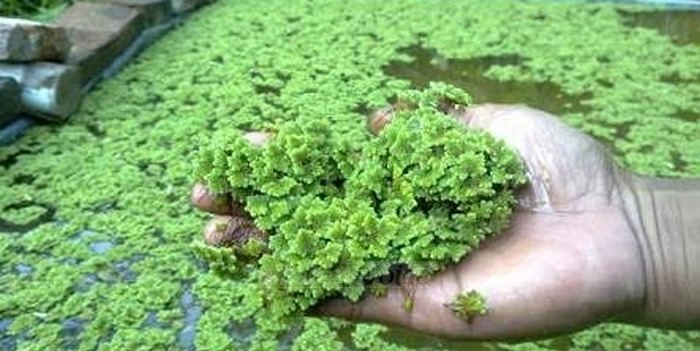 Budidaya Azolla untuk Pakan Ikan