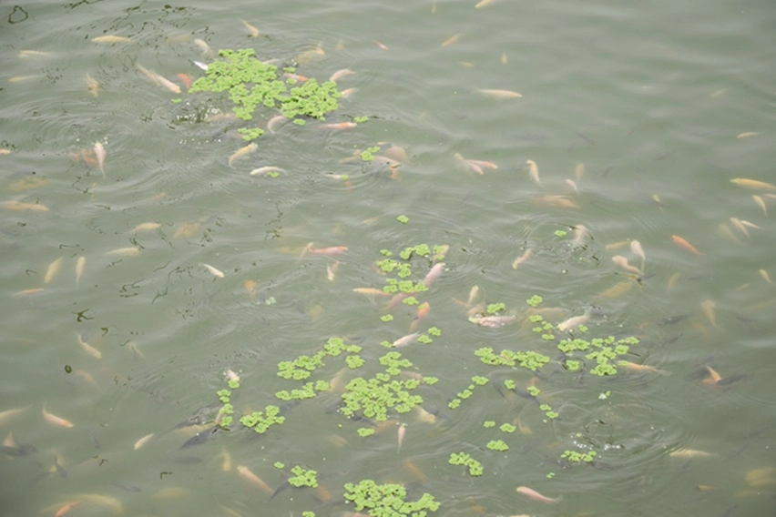 Budidaya Azolla untuk Pakan Ikan